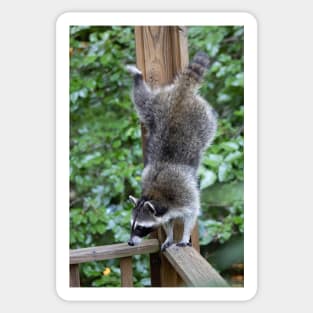 Raccoon Acrobatics Sticker